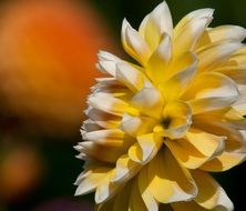 yellow happier dahlia macro