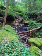 Broken branches on a creek in the forest