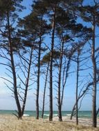 Trees near Baltic Sea