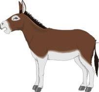 Donkey on a white background