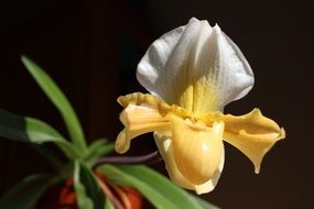 unusual yellow-white orchid