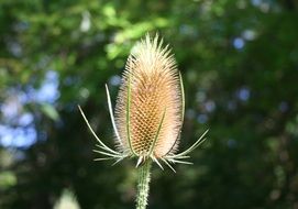 spiny teasels
