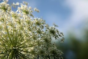 picture of the queen anne's lace plant close-up on blurred background