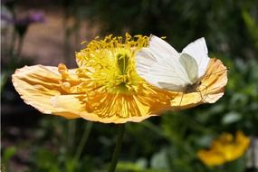 macro photo of white butterfly on yellow flower