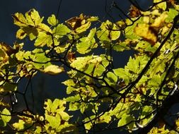 striking mountain maple