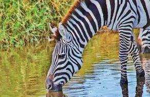 Beautiful, black and white zebra in the water in Serengeti, Tanzania, Africa