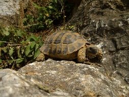 Wild turtle sitting on the rock