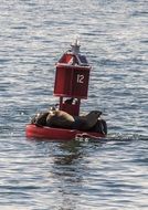 seal animals on a float in the sea