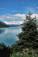 alaska landscape with water and green plants