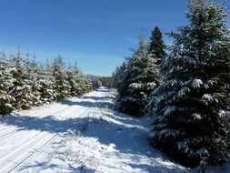 landscape of covered with snow pine trees in winter