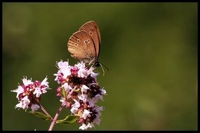 attractive butterfly flowers