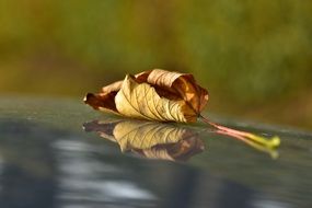 Dead leaf autumn withered dry