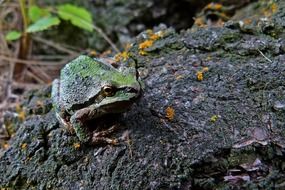 tree frog on black stone