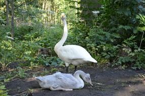 young swans among nature