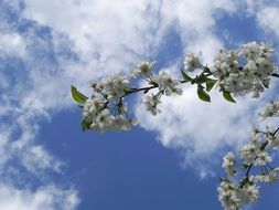 cherry blossom against a cloudy sky in spring