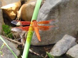 Orange flame skimmer