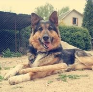 portrait of a dog lying on the ground