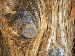 trunk of cedar close up