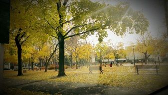 light park sun