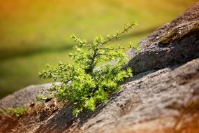young pine tree