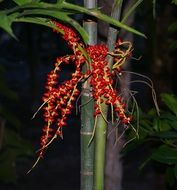 seeds plant palm tree