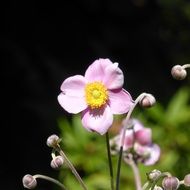 Close-up of the pink anemone in the light