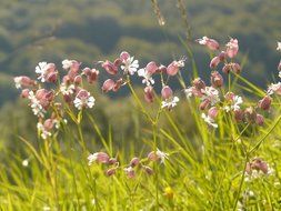 photo of delicate wildflowers