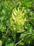 summer green astragalus glycophyllos