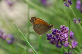 butterfly on a blue flower surrounded by nature