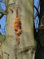 tree fungi autumn