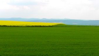 beautiful and delightful oilseed rape