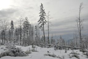 Snowy forest on a mountains