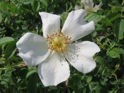 white rosa canina blossom macro