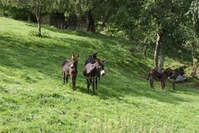 herd of donkeys on a green hill