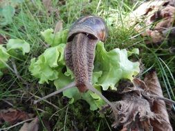 closeup photo of Large snail in a garden