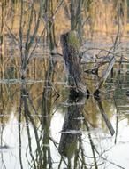 tree in marsh reflection scene