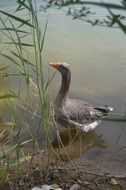 Goose in nature