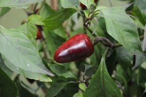 mini chili pepper on a bush