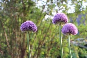 three purple flowers