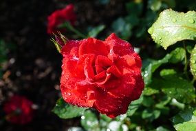 rose flower with rain drops