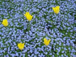 yellow tulips among purple tiny flowers