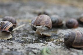 group of snails on ground