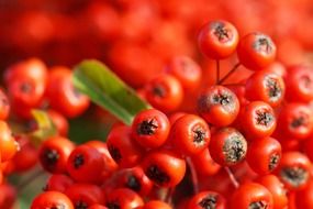 bunches of red berries close up
