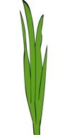 drawing green grass