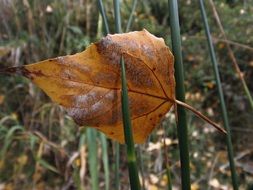 Yellow leaf hawthorn on the stems of plants