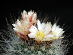 thorns big barbed cactus flowers