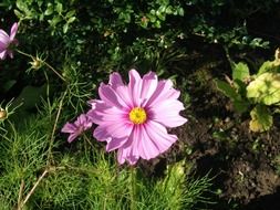Pink cosmos flowers blossom in the garden