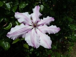 white and purple hibiscus bud