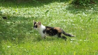 cat lucky pet flower meadow