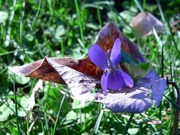 splendiferous purple plant